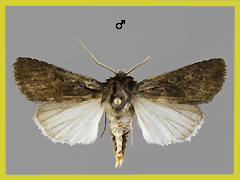 V. molothina