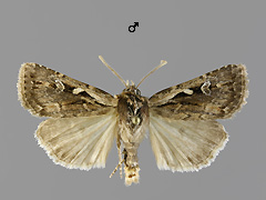 X. agathina