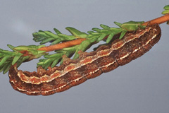 X. agathina