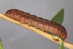 X. alpicola