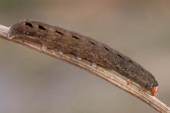 X. ashworthii
