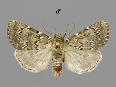 X. atrata