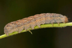 X. baja