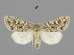 X. borealis