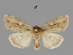 X. brunneopicta