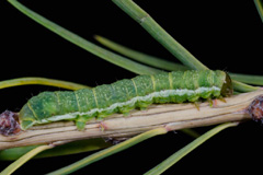 X. brunneopicta