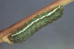 X. castanea
