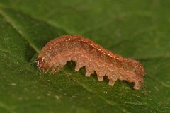 X. collina