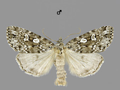 X. distensa