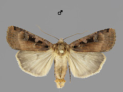 X. ditrapezium