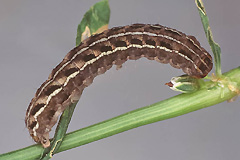 X. lyngei