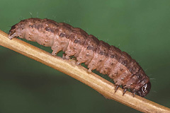 X. quieta