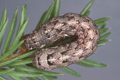 X. sincera