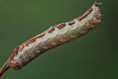 X. speciosa