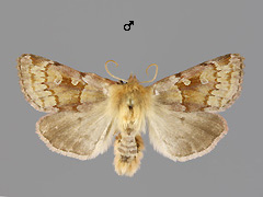 X. tecta