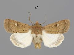 X. xanthographa