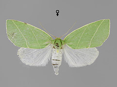 B. bicolorana
