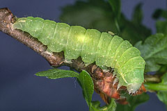 B. bicolorana