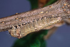 B. bicolorana