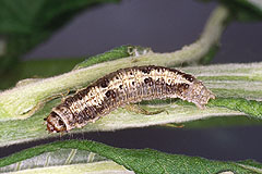 E. clorana