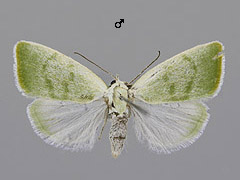 E. vernana