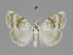 M. albula