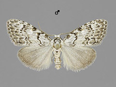 M. strigula