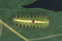 M. strigula