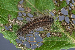 N. aerugula