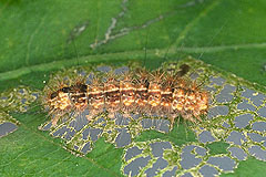 N. confusalis