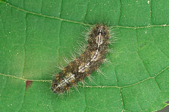 N. cucullatella