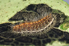 N. karelica