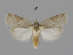 N. asiatica
