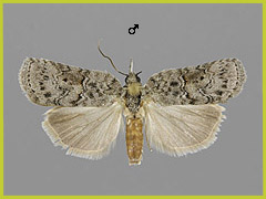 N. columbana