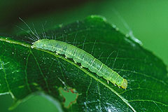N. degenerana