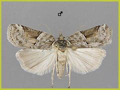 N. eremostola
