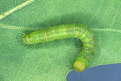 N. revayana