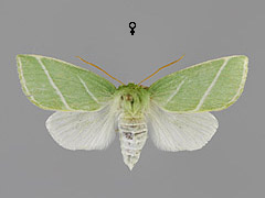 P. prasinanus