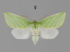 P. prasinanus