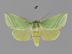 P. prasinanus