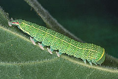P. prasinanus