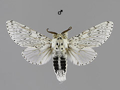 C. erminea