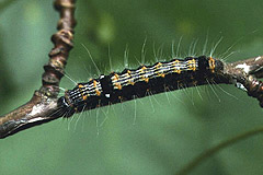 C. anachoreta