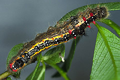 C. anastomosis