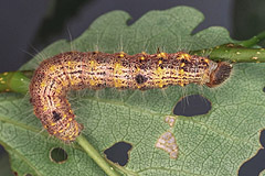 C. curtula