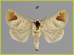 C. albosigma