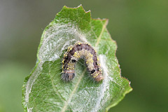 C. pigra