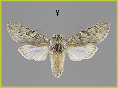 D. ulmi