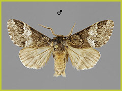 D. dodonaea