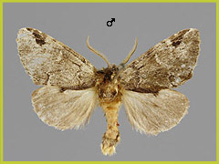 D. obliterata